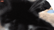 cat kitten GIF by Dianna McDougall