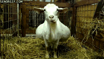 Chewing Goats GIF