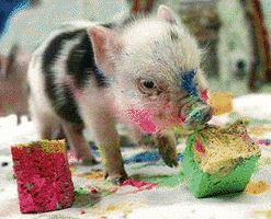 pig piggy GIF
