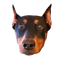 Dog Yr Sticker