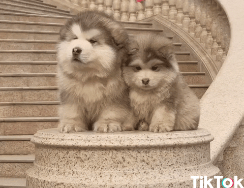 puppy love GIF by TikTok