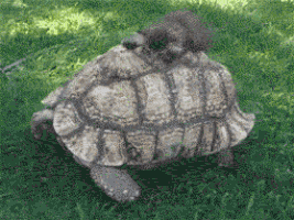 tortoise GIF