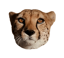Cat Cheetah Sticker by Discovery