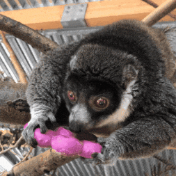 Lick Treat GIF by Valley Zoo Development Society