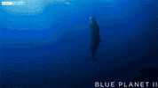 breathe blue planet GIF by BBC Earth