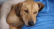 Sleepy Dog GIF by The BarkPost