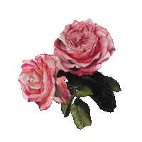 Flower Rose Sticker