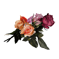 Flower Rose Sticker