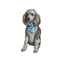 Scooby Doo Mystery Machine Sticker by Geekster Pets