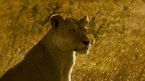 Lion No GIF by Discovery