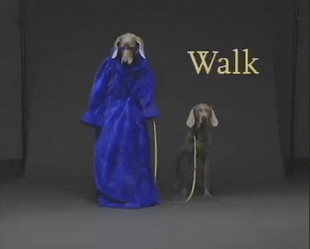 William Wegman Dog GIF by Jason Clarke