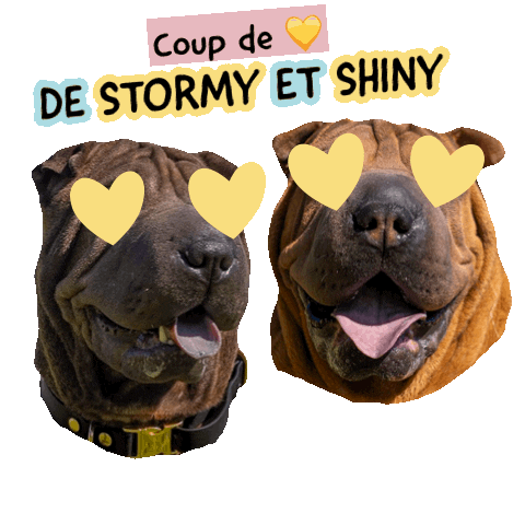 Pawsitivepetambassadeur Sticker by Pawsitive pet