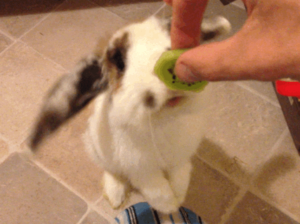 rabbit eating GIF