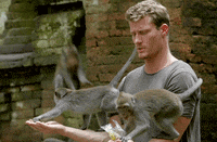 monkey GIF by The Bachelor Australia