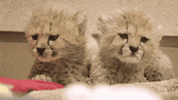 happy baby animals GIF by San Diego Zoo