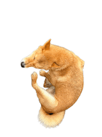 Dog 강아지 Sticker