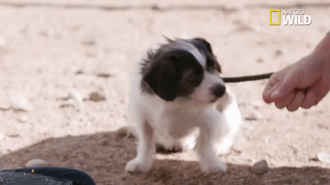 doggie winter wonderland pupparazzi GIF by Nat Geo Wild