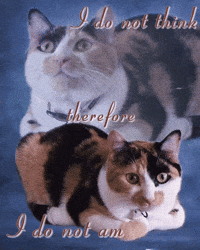 Cat I Do Not Think GIF