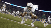 College Football GIF by USF Athletics