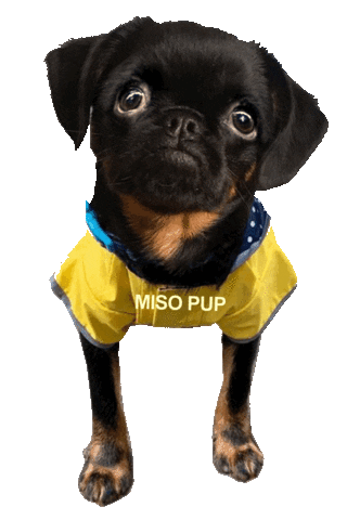 Brussels Griffon Yes Sticker by MISO PUP