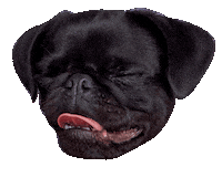 Happy Big Dog Sticker by Big Dog Pet Foods