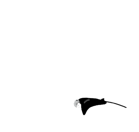 Manta Ray Ocean Sticker