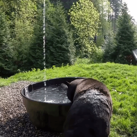 Black Bear Hops in a 'Bear-y' Nice Bath at Oregon Zoo