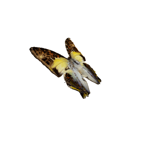 michaeldamnitz giphyupload butterfly schmetterling michaeldamnitz Sticker