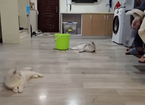 vegetka giphyupload GIF