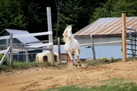 Gabora giphygifmaker GIF
