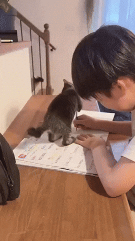 cuteanimalland giphyupload GIF