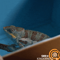 See Tiere Bis Unters Dach GIF by SWR Kindernetz