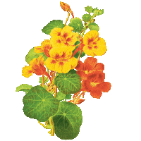 YellowBackpackProject flowers plants camping hiking Sticker