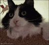 Video gif. We look up at a cat that is slightly above us. The cat was leaning up close to up, but then it moves back to sit up straight. It looks up with wide eyes like it's in shock.