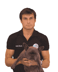 bmwbankdriversclub frenchie frenchbulldog nala lionking Sticker