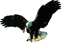 eagle STICKER