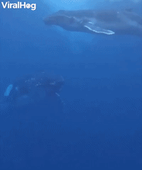 Baby Humpback Whale Breaches The Surface