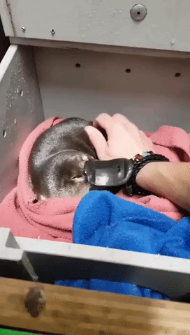 World's Oldest Platypus Celebrates Birthday With Some Tickles