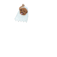 Dog Poodle Sticker