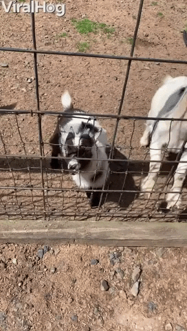 Adult Goat Rams Baby Goat About To Get Food GIF by ViralHog