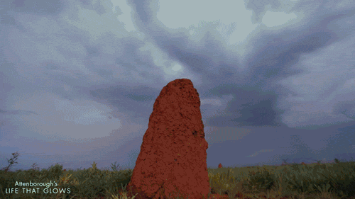 glowing termite mound GIF by BBC Earth