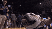 dog trip GIF by BIG EAST Conference