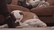 Episode 2 Sport GIF by UFC