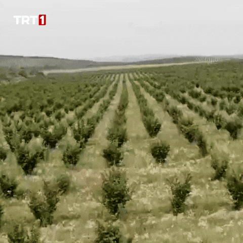 Fresh Air Tree GIF by TRT