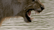 Snarling Nat Geo Wild GIF by Savage Kingdom