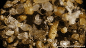 GIF by KQEDScience