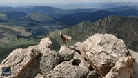 Bighorn Sheep Joins Photographer at Scenic Rocky Mountain Overlook