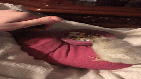 michaelroman4dbbba72c7364a67ba711f92cb0e08ed giphyupload chick cuddly chick brienne the chick GIF