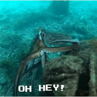 happy good morning GIF by OctoNation