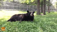 Woman Brushes Delighted Bear at Wildlife Center
